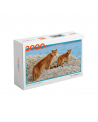 Puzzle 2000 piezas - Puma - La Puzzlera